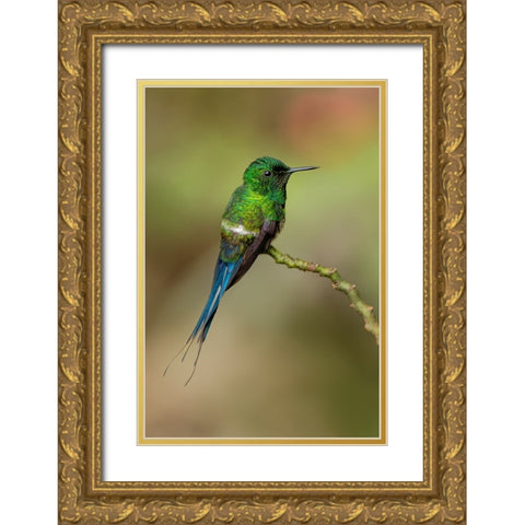 Green Thorntail hummingbird perched on plant-Costa Rica Gold Ornate Wood Framed Art Print with Double Matting by Jones, Adam