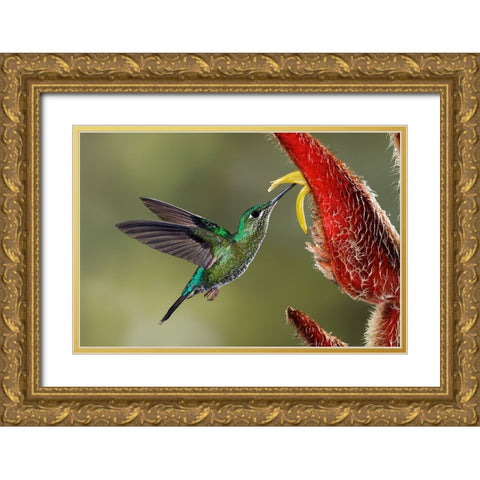Green Crowned Brilliant hummingbird-Costa Rica Gold Ornate Wood Framed Art Print with Double Matting by Jones, Adam