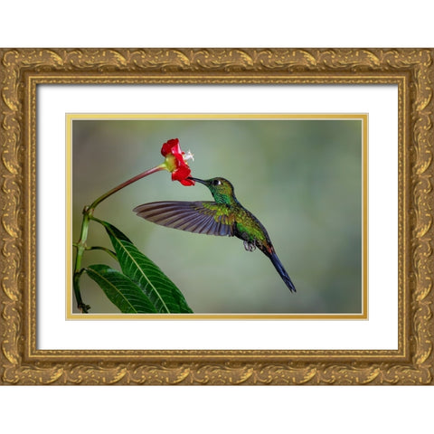 Green Crowned Brilliant hummingbird-Costa Rica Gold Ornate Wood Framed Art Print with Double Matting by Jones, Adam