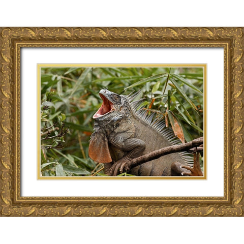 Green Iguana-Costa Rica Gold Ornate Wood Framed Art Print with Double Matting by Jones, Adam