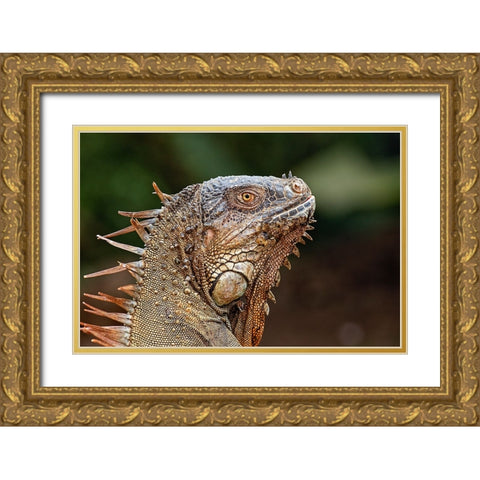 Green Iguana-Costa Rica Gold Ornate Wood Framed Art Print with Double Matting by Jones, Adam
