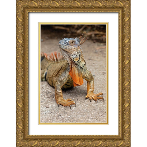 Green Iguana-Costa Rica Gold Ornate Wood Framed Art Print with Double Matting by Jones, Adam