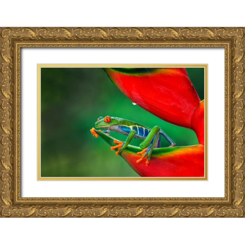 Red-eyed Treefrog-Costa Rica Gold Ornate Wood Framed Art Print with Double Matting by Jones, Adam