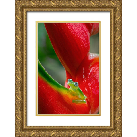 Ghost Glass Frog-Costa Rica Gold Ornate Wood Framed Art Print with Double Matting by Jones, Adam