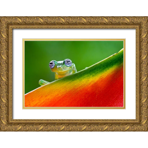 Ghost Glass Frog-Costa Rica Gold Ornate Wood Framed Art Print with Double Matting by Jones, Adam