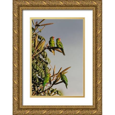 Red-lored Parrots-Costa Rica Gold Ornate Wood Framed Art Print with Double Matting by Jones, Adam