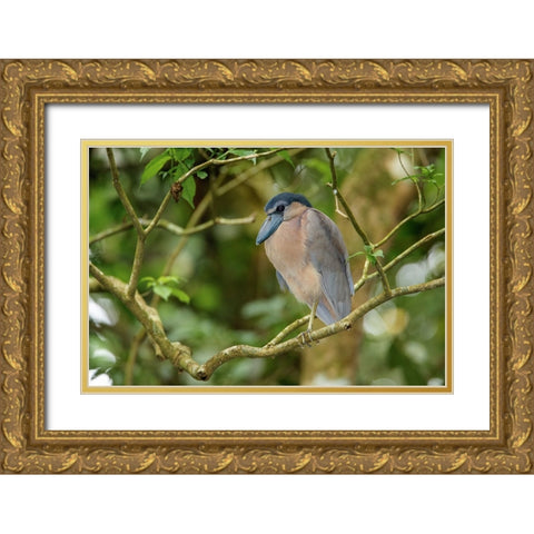 Boat billed Heron-Costa Rica Gold Ornate Wood Framed Art Print with Double Matting by Jones, Adam