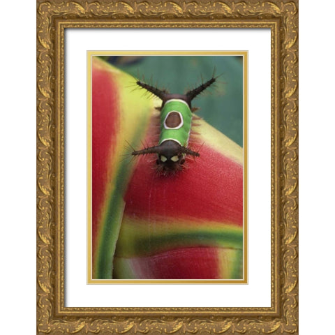 Costa Rica, Caterpillar on Heliconia plant Gold Ornate Wood Framed Art Print with Double Matting by Rotenberg, Nancy