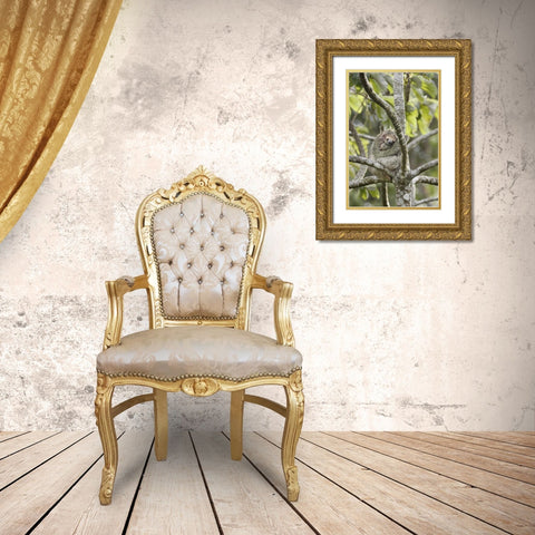 Costa Rica Three-toed sloth rests in a tree Gold Ornate Wood Framed Art Print with Double Matting by Grall, Don