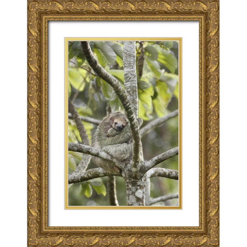 Costa Rica Three-toed sloth rests in a tree Gold Ornate Wood Framed Art Print with Double Matting by Grall, Don
