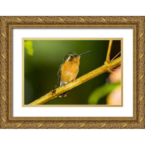 Costa Rica White-throated mountain-gem Gold Ornate Wood Framed Art Print with Double Matting by Lord, Fred