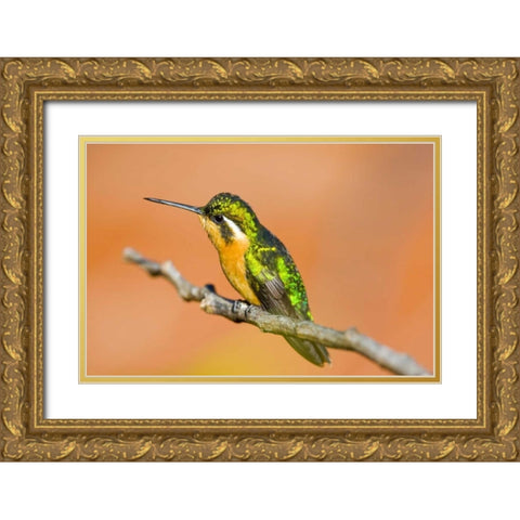 Costa Rica White-throated mountain-gem Gold Ornate Wood Framed Art Print with Double Matting by Lord, Fred