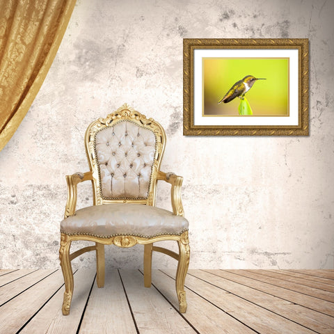 Costa Rica, Rio Savegre Scintillant hummingbird Gold Ornate Wood Framed Art Print with Double Matting by Lord, Fred