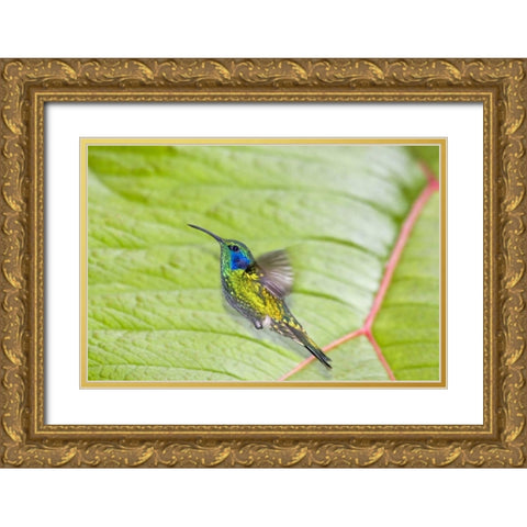 Costa Rica Green violet-ear hummingbird Gold Ornate Wood Framed Art Print with Double Matting by Lord, Fred