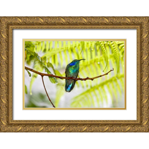 Costa Rica Green violet-ear hummingbird on limb Gold Ornate Wood Framed Art Print with Double Matting by Lord, Fred