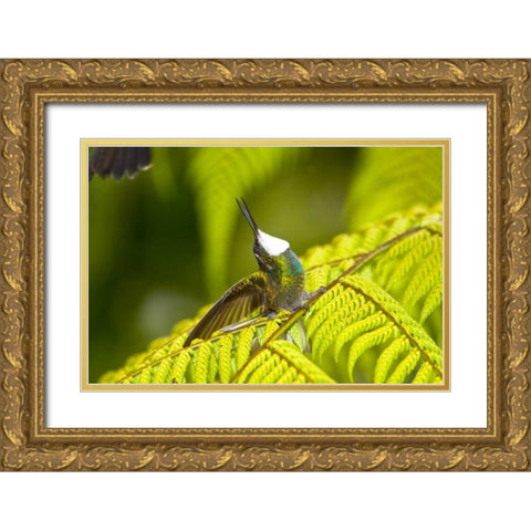 Costa Rica, Male White-throated mountain-gem Gold Ornate Wood Framed Art Print with Double Matting by Lord, Fred