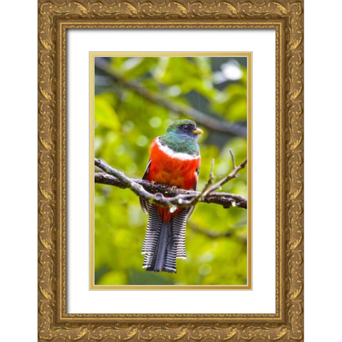 Costa Rica, Rio Savegre Male collared trogon Gold Ornate Wood Framed Art Print with Double Matting by Lord, Fred