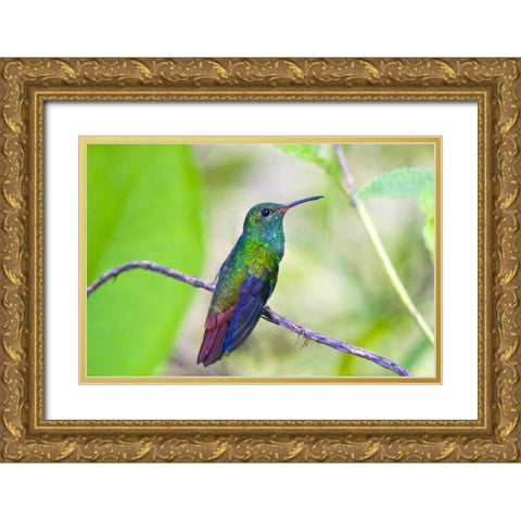Costa Rica, Sarapiqui Rufous-tailed hummingbird Gold Ornate Wood Framed Art Print with Double Matting by Lord, Fred