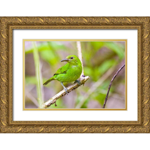 Costa Rica, Sarapiqui Green honeycreeper Gold Ornate Wood Framed Art Print with Double Matting by Lord, Fred