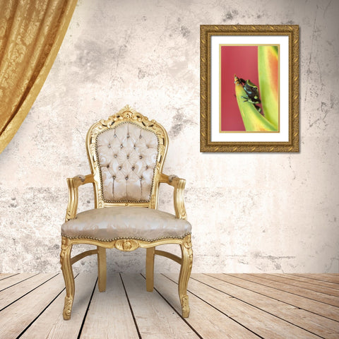 Costa Rica, Frog, Osa Peninsula Gold Ornate Wood Framed Art Print with Double Matting by Rotenberg, Nancy