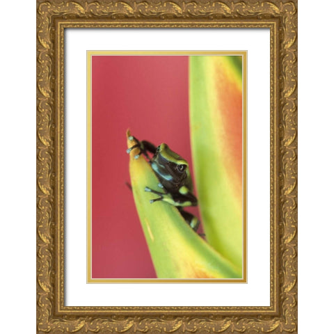 Costa Rica, Frog, Osa Peninsula Gold Ornate Wood Framed Art Print with Double Matting by Rotenberg, Nancy