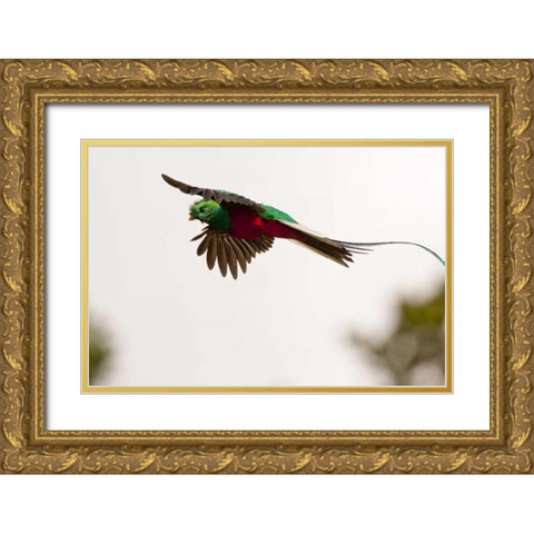 Costa Rica Resplendent quetzal in flight Gold Ornate Wood Framed Art Print with Double Matting by Illg, Cathy and Gordon