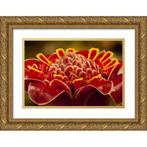 Costa Rica Red torch ginger blossom Gold Ornate Wood Framed Art Print with Double Matting by Illg, Cathy and Gordon