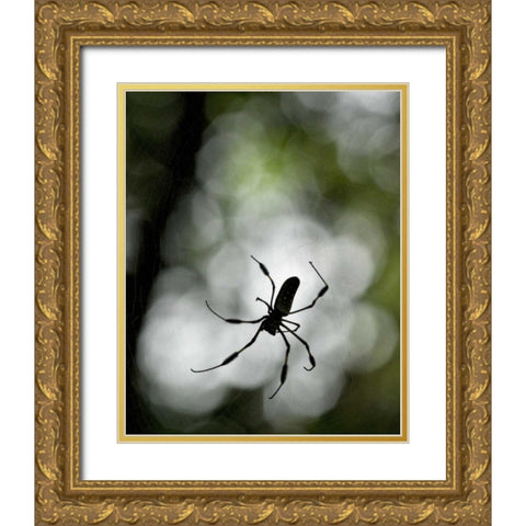 Costa Rica Female golden orb weaver spider Gold Ornate Wood Framed Art Print with Double Matting by Bush, Marie