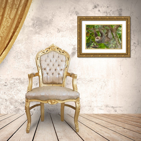 Costa Rica-Two-toed sloth hangs upside down in tree Gold Ornate Wood Framed Art Print with Double Matting by Jaynes Gallery