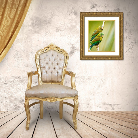 Costa Rica-parakeet perched Gold Ornate Wood Framed Art Print with Double Matting by Theodore, George and Marilu