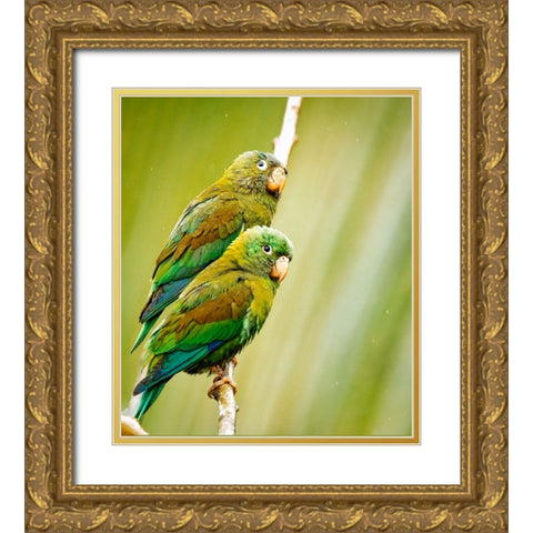 Costa Rica-parakeet perched Gold Ornate Wood Framed Art Print with Double Matting by Theodore, George and Marilu