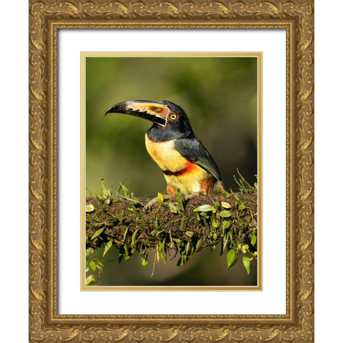 Collared Aracari- perched on branch- Costa Rica- Central America Gold Ornate Wood Framed Art Print with Double Matting by McDonald, Joe and Maryann