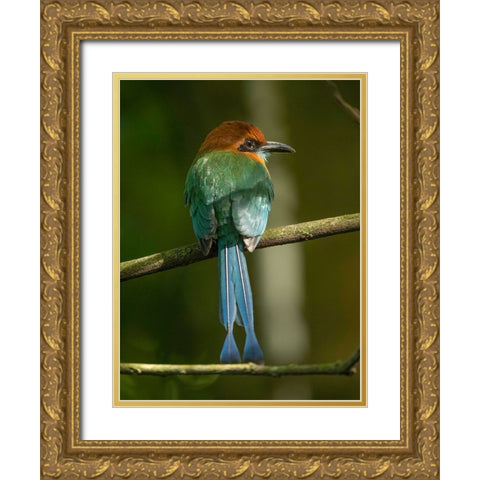 Broad-billed motmot on limb- Costa Rica- Central America Gold Ornate Wood Framed Art Print with Double Matting by McDonald, Joe and Maryann
