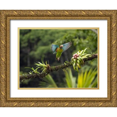 Brown-hooded parrot- Costa Rica- Central America Gold Ornate Wood Framed Art Print with Double Matting by McDonald, Joe and Maryann