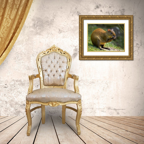 Central America Agouti- Bosque del Paz- Costa Rica Gold Ornate Wood Framed Art Print with Double Matting by McDonald, Joe and Maryann