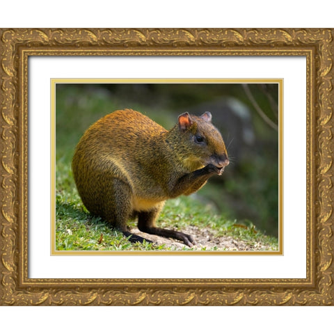 Central America Agouti- Bosque del Paz- Costa Rica Gold Ornate Wood Framed Art Print with Double Matting by McDonald, Joe and Maryann