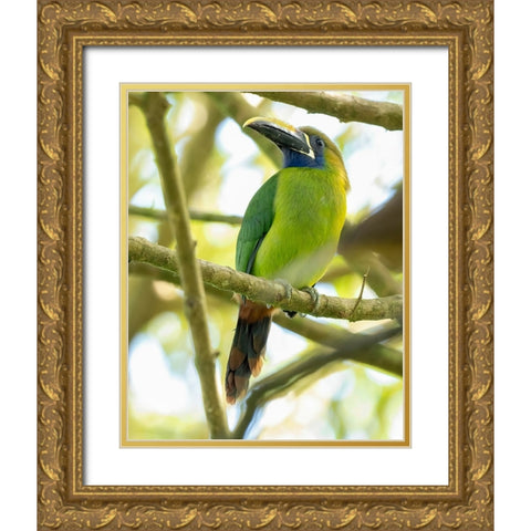 Emerald Toucanet- Costa Rica- Central America Gold Ornate Wood Framed Art Print with Double Matting by McDonald, Joe and Maryann