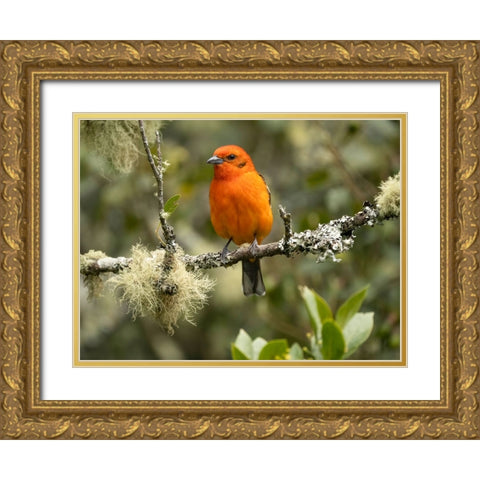 Flame-colored tanager- Costa Rica- Central America Gold Ornate Wood Framed Art Print with Double Matting by McDonald, Joe and Maryann