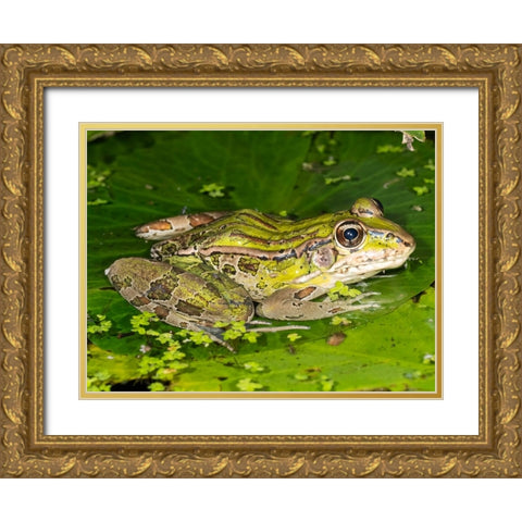Forrers Grass Frog- Forrers Leopard Frog- Costa Rica Gold Ornate Wood Framed Art Print with Double Matting by McDonald, Joe and Maryann