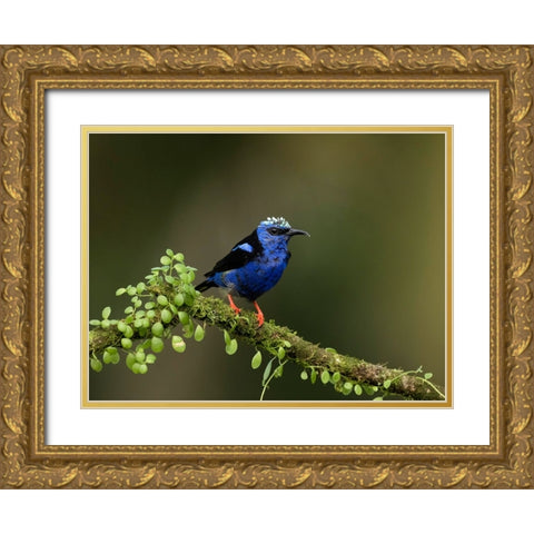 Red-legged honeycreeper- Costa Rica- Central America Gold Ornate Wood Framed Art Print with Double Matting by McDonald, Joe and Maryann