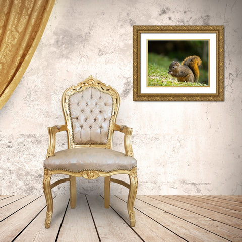 Red-tailed Squirrel- Bosque del Paz- Costa Rica Gold Ornate Wood Framed Art Print with Double Matting by McDonald, Joe and Maryann