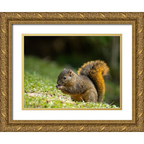 Red-tailed Squirrel- Bosque del Paz- Costa Rica Gold Ornate Wood Framed Art Print with Double Matting by McDonald, Joe and Maryann