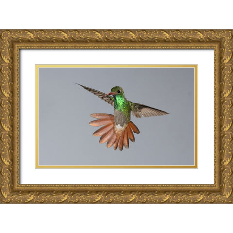 Rufous-tailed Hummingbird- Costa Rica- Central America Gold Ornate Wood Framed Art Print with Double Matting by McDonald, Joe and Maryann