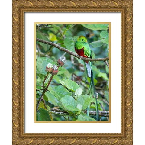 Resplendent quetzal- Costa Rica Gold Ornate Wood Framed Art Print with Double Matting by McDonald, Joe and Maryann