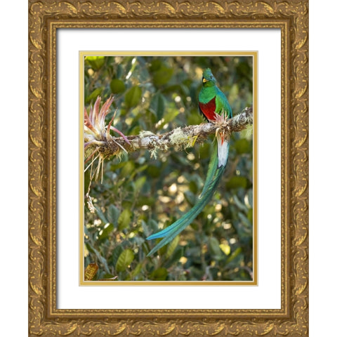 Resplendent quetzal- Costa Rica Gold Ornate Wood Framed Art Print with Double Matting by McDonald, Joe and Maryann