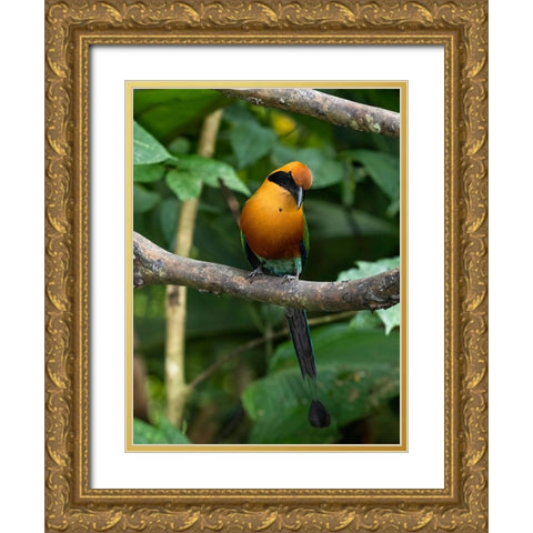 Rufous Motmot- Costa Rica- Central America Gold Ornate Wood Framed Art Print with Double Matting by McDonald, Joe and Maryann