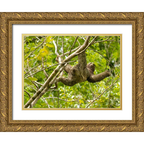 Brown-throated sloth- Costa Rica- Central America Gold Ornate Wood Framed Art Print with Double Matting by McDonald, Joe and Maryann