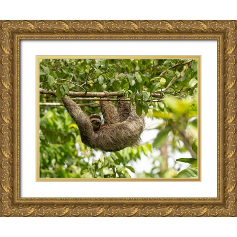 Brown-throated sloth- Costa Rica- Central America Gold Ornate Wood Framed Art Print with Double Matting by McDonald, Joe and Maryann