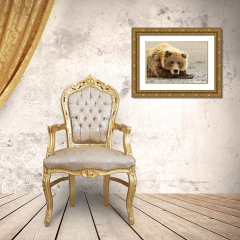 Brown bear resting on the beach-Silver Salmon Creek-Lake Clark National Park-Alaska Gold Ornate Wood Framed Art Print with Double Matting by Jones, Adam