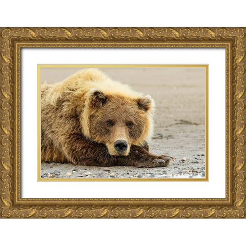 Brown bear resting on the beach-Silver Salmon Creek-Lake Clark National Park-Alaska Gold Ornate Wood Framed Art Print with Double Matting by Jones, Adam